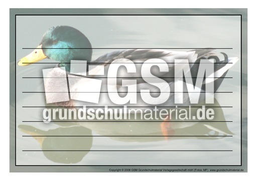 Schmuckrahmen-Stockente-Erpel-1.pdf